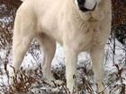 Среднеазиатская овчарка