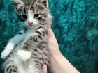 Котята в добрые руки даром объявление продам