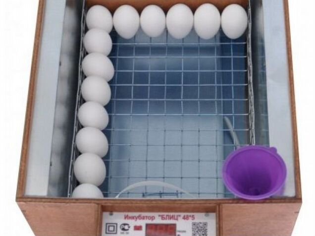 Инкубатор для яиц блиц 48. Инкубатор автоматический цифровой блиц 48. Инкубатор блиц 48 Утиные яйца. Вместимость яиц в инкубатор блиц 48. Блиц 48 Размеры лотка.