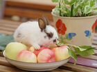 Продаются декоративные карликовые кролики