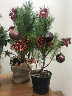 Сосна горная новогодняя в кадке