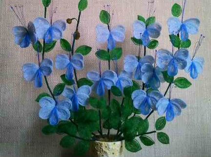 Клеродендрум Угандийский с синими цветами и др