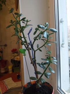 Денежное дерево (Толстянка) с горшком