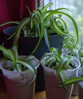 Хлорофитум кучерявый