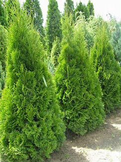 Туя западная Смарагд