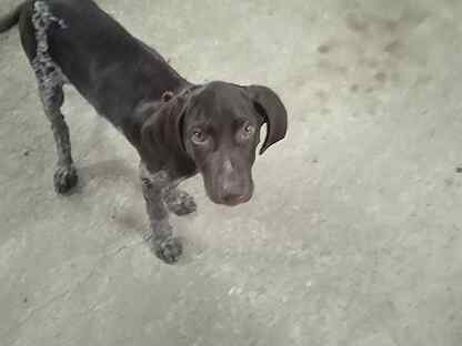 Моздок собака. Моздок собака. Моздок собака. Моздок собака. Моздок собака.