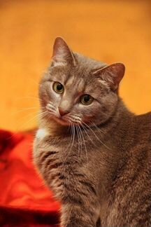 Кошка в дар, стерилизована и привита