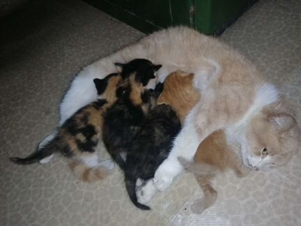 Котята в добрые руки, родились 7 мая 3трех цветные