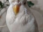 Продам волнистого попугая объявление продам