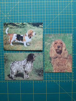 Набор открыток Собаки