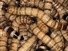 Зофобас личинка, мадагаскарский таракан