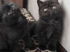 Черные котята