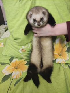 Хорëк