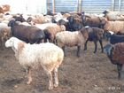 Курдючные бараны овцы