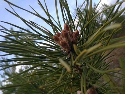 Сосновые Почки