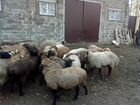 Племенные овцы объявление продам