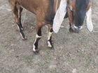 Нубийский козел на вязку объявление продам