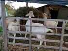 Зааненские козы