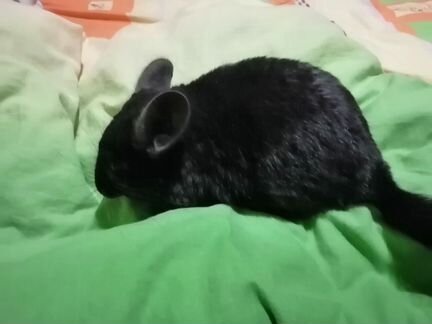 Шиншилла