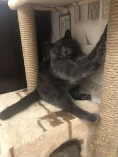 Передержка кошек