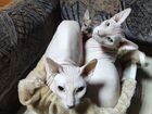 Кот и кошка порода Донской сфинкс