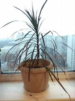 Драцена