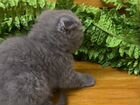 Котёнок, порода вислоухий шотландец объявление продам