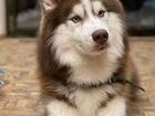 Найден пёс Сибирский хаски объявление продам