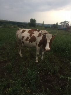 Продам коров - фотография № 5