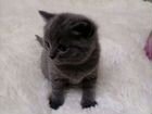 Шотланская кошка объявление продам