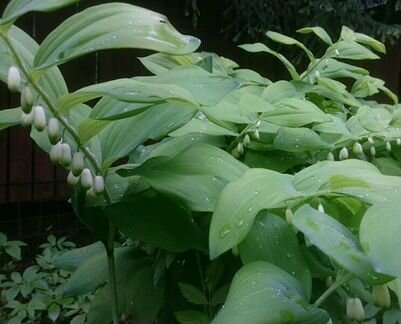 Продам купену многоцветковую