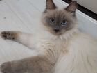 Невская маскарадная кошка вязка