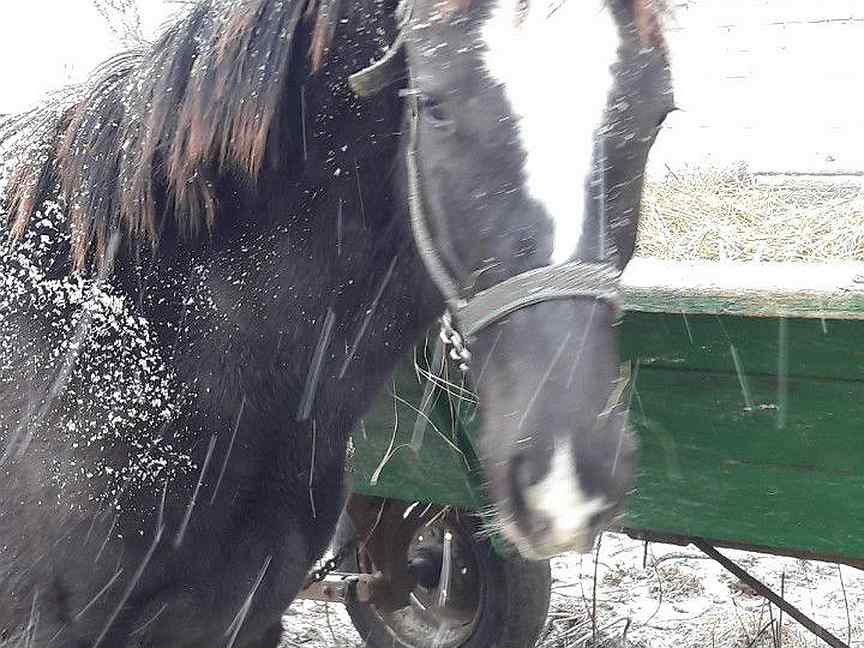 коневодство в курской области. продажу лошадей по кусинскому району. лошади на авито осетии. купить лошадь в рязани и рязанской области на авито. авито курск лошади.