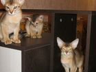 Абисинские игривые котятки объявление продам