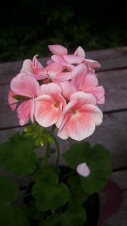 Пеларгония герань