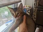 Котенок от абиссинской кошки объявление продам