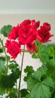 Розебудная пеларгония герань