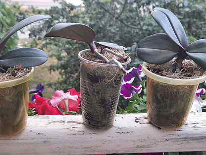 Орхидеи Детки Купить В Интернет Магазине Недорого