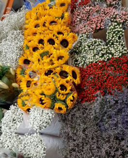 Розы цветы опт букеты 51,101роза доставка