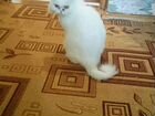 Кошка персидская объявление продам