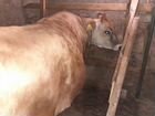 Джерсейские коровы нетели тёлочки объявление продам