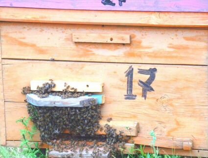 Продам пасеку, пчелосемьи с ульями, рамки - фотография № 3