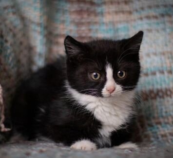 Чудо котята братишки 2 месяца в добрые руки