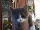 Сиамские котятки объявление продам