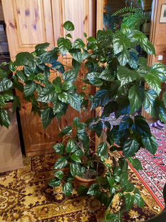 Гибискус или китайская роза