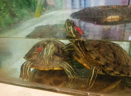 Черепахи (самка и самец) Террариум с оборудованием