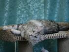 Питомник кошек породы Мейн-кун объявление продам